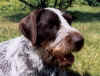nonde2.JPG (52710 byte)