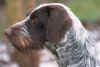 nonde4.JPG (42435 byte)